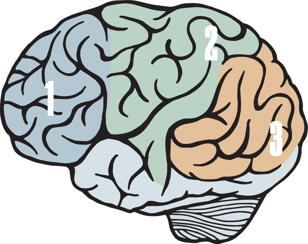 Magazine illustration of a brain, with sections labeled one to three