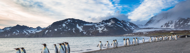 Falkland island penguins